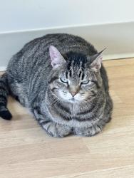 Lost Female Cat last seen Middlebury/ Portsmouth , Ashburn, VA 20147