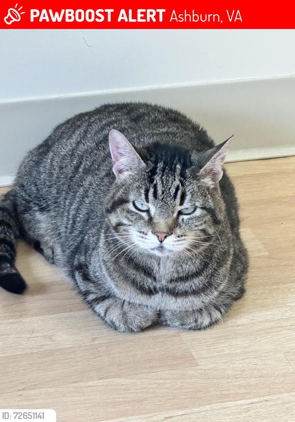 Lost Female Cat last seen Middlebury/ Portsmouth , Ashburn, VA 20147