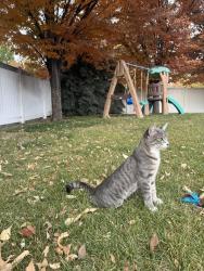 Lost Male Cat last seen W 500 south St, S 500 west St, Provo, UT 84601
