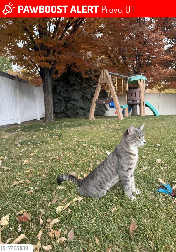 Lost Male Cat last seen W 500 south St, S 500 west St, Provo, UT 84601