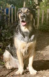 Lost Male Dog last seen Near S Dellwood Drive, Eustis, Florida 32726, Eustis, FL 32726