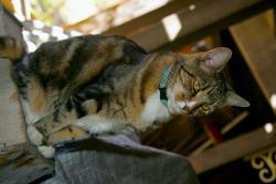Lost Male Cat last seen corner of Sahale Rd. and Crow, Apple Valley, CA 92307