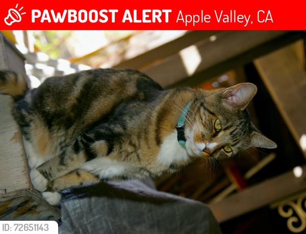 Lost Male Cat last seen corner of Sahale Rd. and Crow, Apple Valley, CA 92307