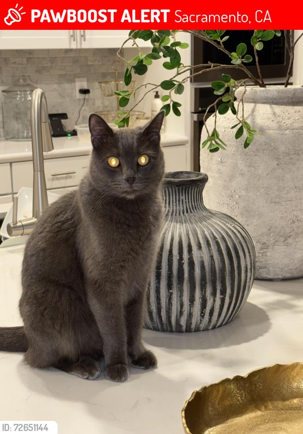 Lost Male Cat last seen Northlake Community , Sacramento, CA 95835