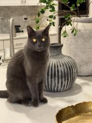 Lost Male Cat last seen Northlake Community , Sacramento, CA 95835