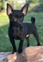 Found/Stray Male Dog last seen Daisy between 19th and 20th , Long Beach, CA 90806