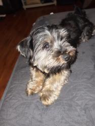 Found/Stray Male Dog last seen Florence , Downey, CA 90241