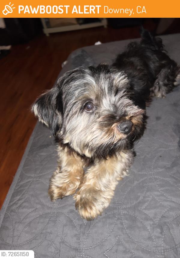 Found/Stray Male Dog last seen Florence , Downey, CA 90241