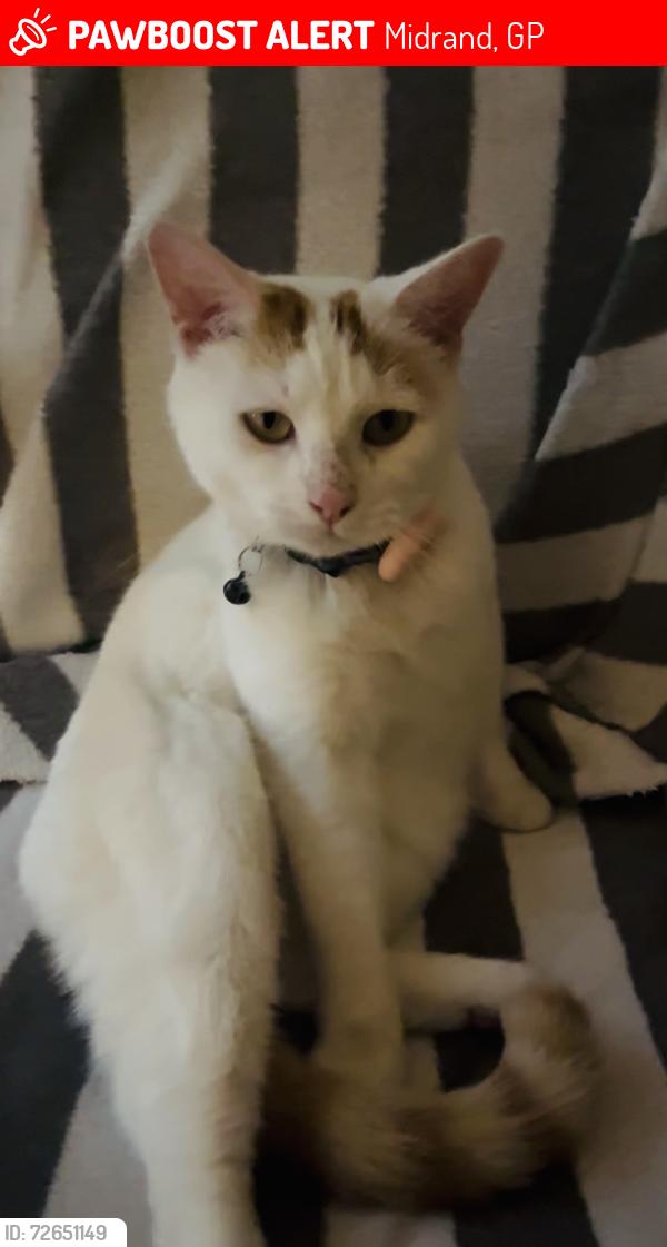 Lost Female Cat last seen Douglas Road, Glen Austin, Midrand, 1685, Midrand, GP 1685