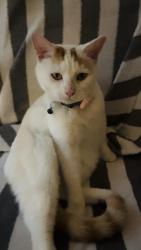 Lost Female Cat last seen Douglas Road, Glen Austin, Midrand, 1685, Midrand, GP 1685