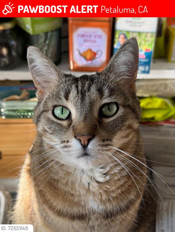 Lost Female Cat last seen Sunnyslope road , Petaluma, CA 94952