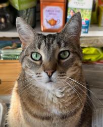 Lost Female Cat last seen Sunnyslope road , Petaluma, CA 94952