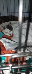 Found/Stray Female Cat last seen Jane ave, Hayward, CA 94544