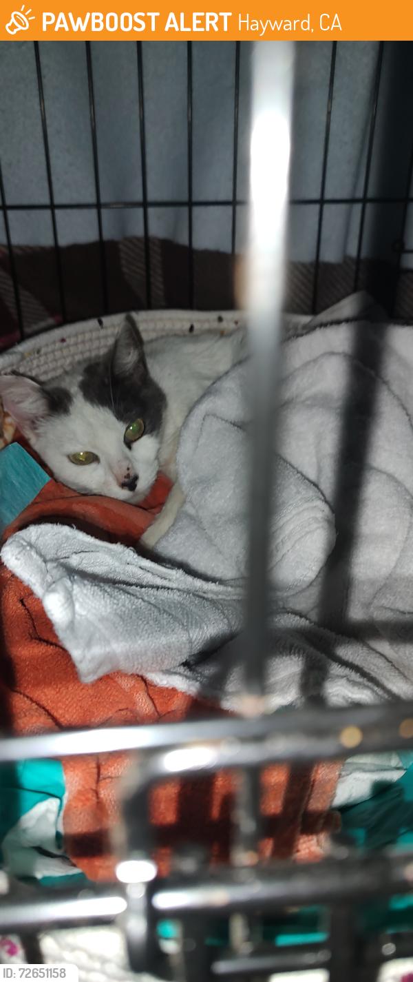 Found/Stray Female Cat last seen Jane ave, Hayward, CA 94544