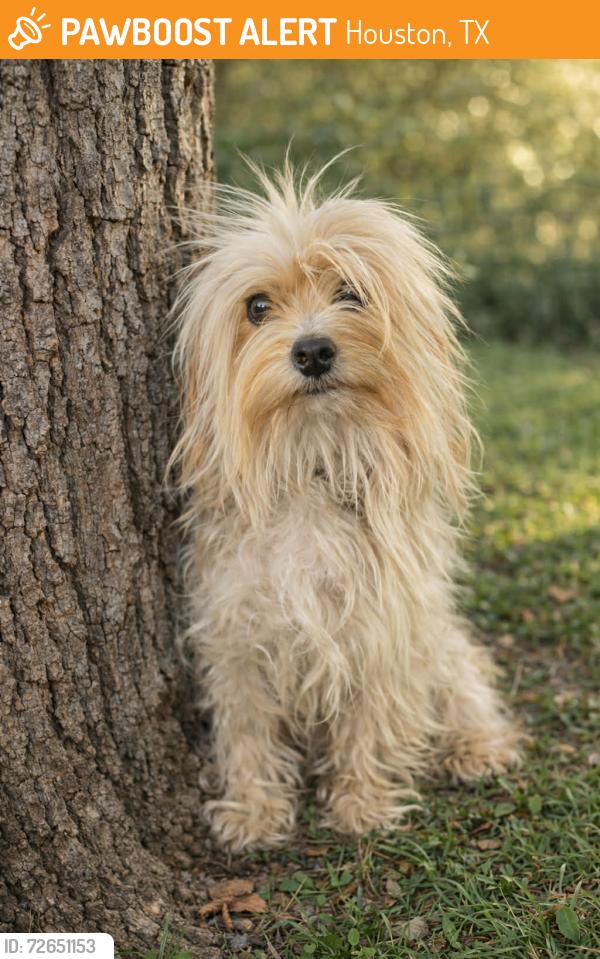 Found/Stray Female Dog last seen Near , Houston, TX 77086