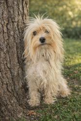 Found/Stray Female Dog last seen Near , Houston, TX 77086