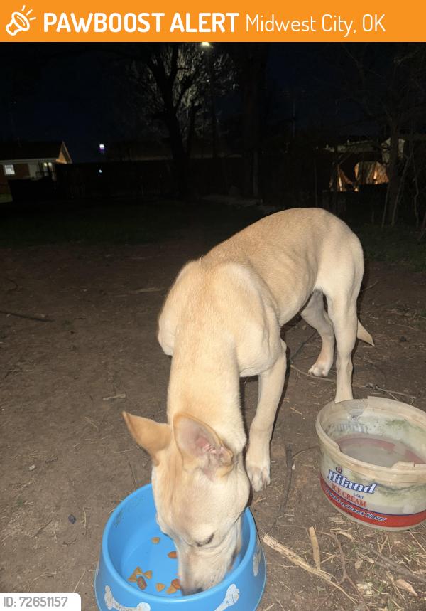 Found/Stray Male Dog last seen Near West Lilac Court, Midwest City, OK 73110