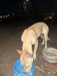 Found/Stray Male Dog last seen Near West Lilac Court, Midwest City, OK 73110