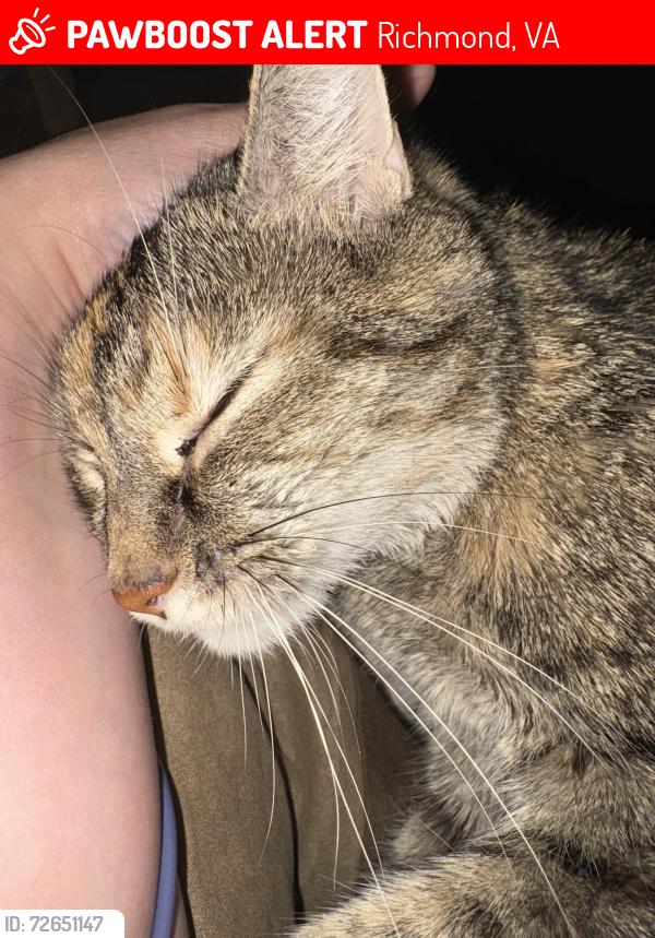Lost Female Cat last seen Providence Rd and Poco Dr, Richmond, VA 23235