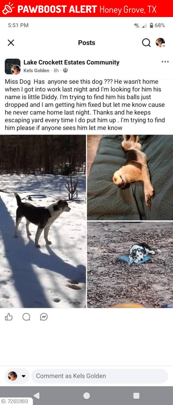 Lost Male Dog last seen I live off of hwy 100 in Sash TX. Honey Grove TX. , Honey Grove, TX 75446
