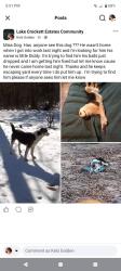 Lost Male Dog last seen I live off of hwy 100 in Sash TX. Honey Grove TX. , Honey Grove, TX 75446