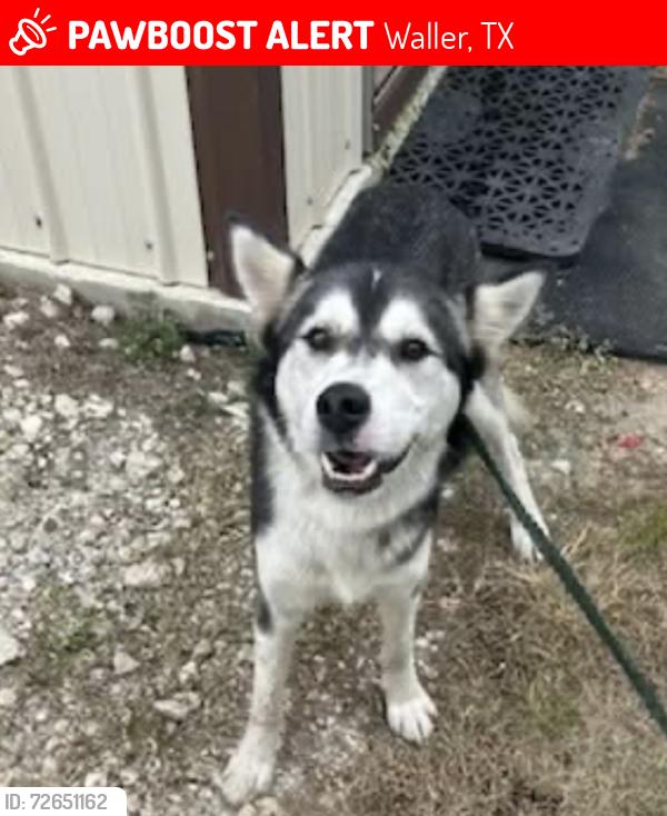 Lost Male Dog last seen Waller , Waller, TX 77484