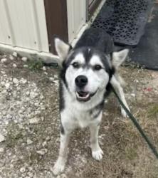 Lost Male Dog last seen Waller , Waller, TX 77484