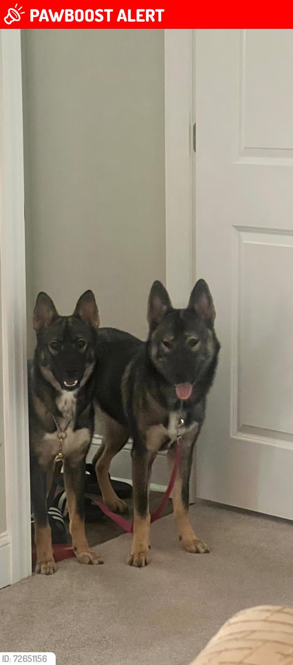 Lost Female Dog last seen Spruil Avenue and success , North Charleston, SC 29405