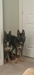 Lost Female Dog last seen Spruil Avenue and success , North Charleston, SC 29405