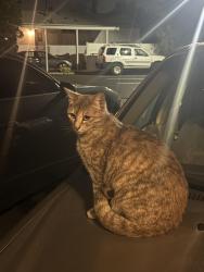 Found/Stray Female Cat last seen La veta elementary , Orange, CA 92866