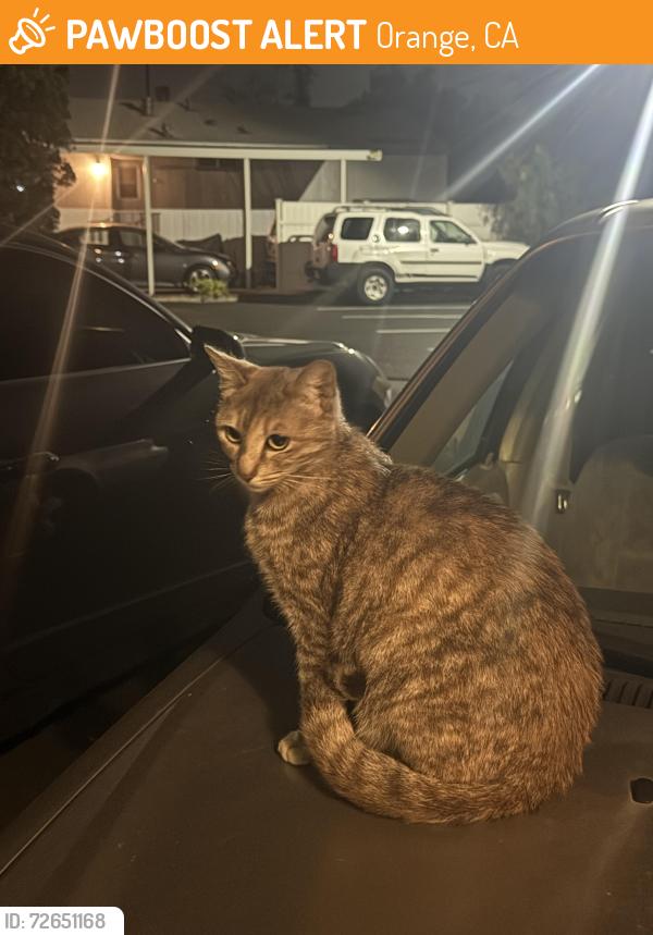 Found/Stray Female Cat last seen La veta elementary , Orange, CA 92866