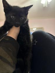 Lost Female Cat last seen Beaver dam Rd & S. Academy St, Williamston, SC 29697
