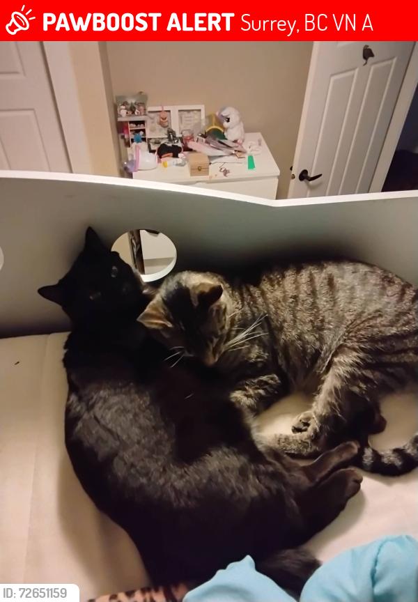 Lost Female Cat last seen Near 192 street, Surrey, BC V4N 6A3