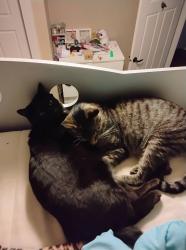 Lost Female Cat last seen Near 192 street, Surrey, BC V4N 6A3
