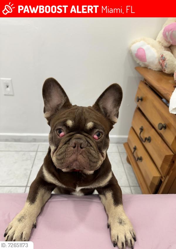 Lost Male Dog last seen Near NW 48 th ct Miami fl cerca de la iglesia de Flagler , Miami, FL 33126