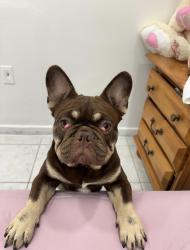 Lost Male Dog last seen Near NW 48 th ct Miami fl cerca de la iglesia de Flagler , Miami, FL 33126