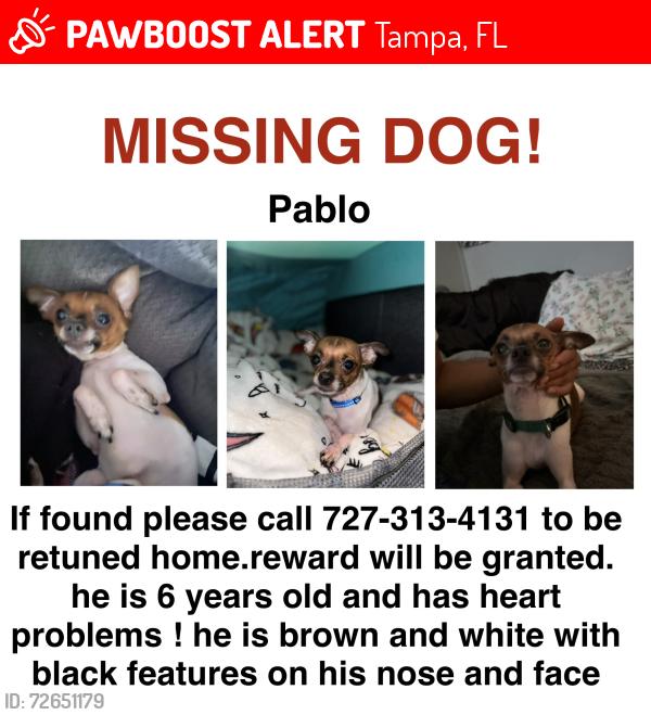 Lost Male Dog last seen sunset drive and paradise , Tampa, FL 33610