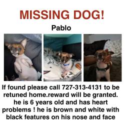 Lost Male Dog last seen sunset drive and paradise , Tampa, FL 33610