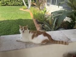 Found/Stray Unknown Cat last seen Near street and 127 ave , Tamiami, FL 33175