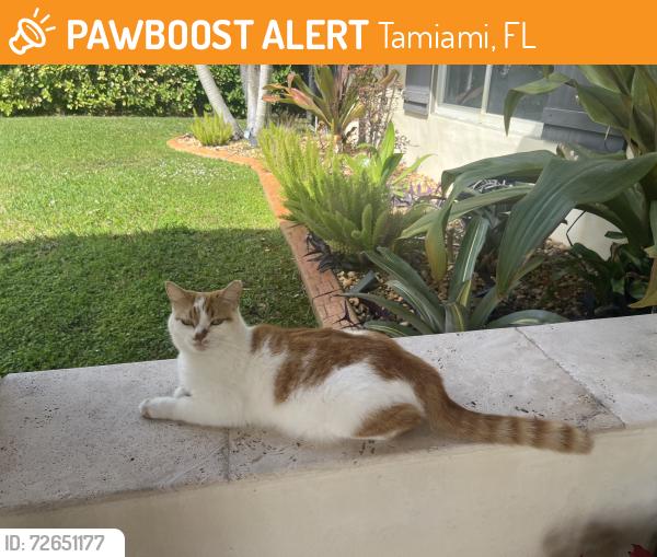 Found/Stray Unknown Cat last seen Near street and 127 ave , Tamiami, FL 33175