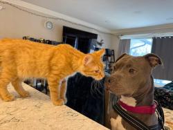 Lost Male Cat last seen Kirby Avenue in between intersections of Mayfair and Prospect , Champaign, IL 61821
