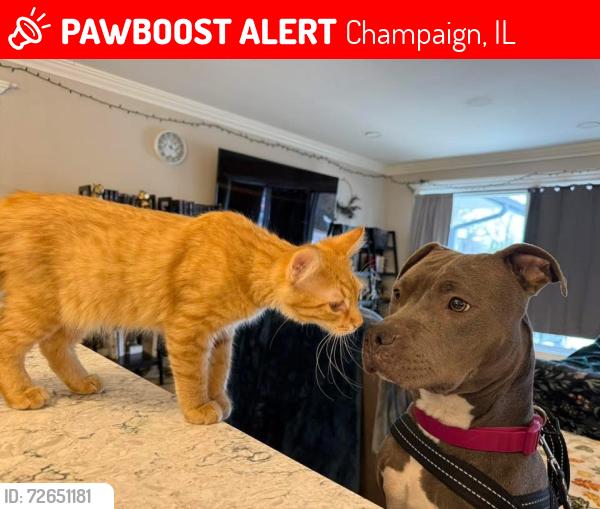 Lost Male Cat last seen Kirby Avenue in between intersections of Mayfair and Prospect , Champaign, IL 61821