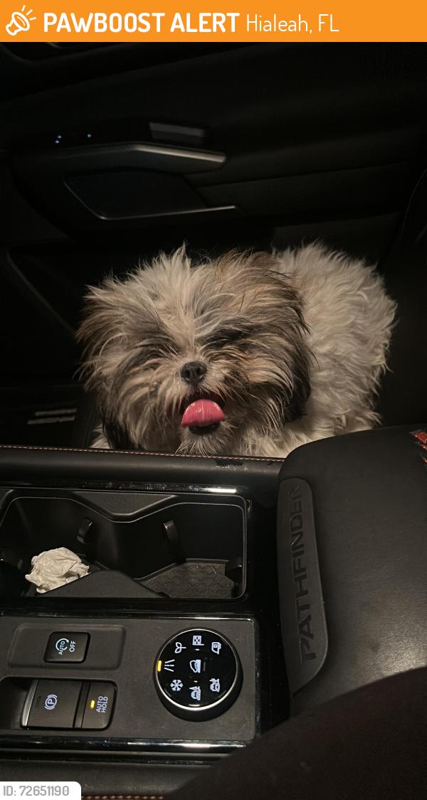 Found/Stray Female Dog last seen Near le jeune in Hialeah , Hialeah, FL 33013
