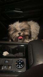 Found/Stray Female Dog last seen Near le jeune in Hialeah , Hialeah, FL 33013