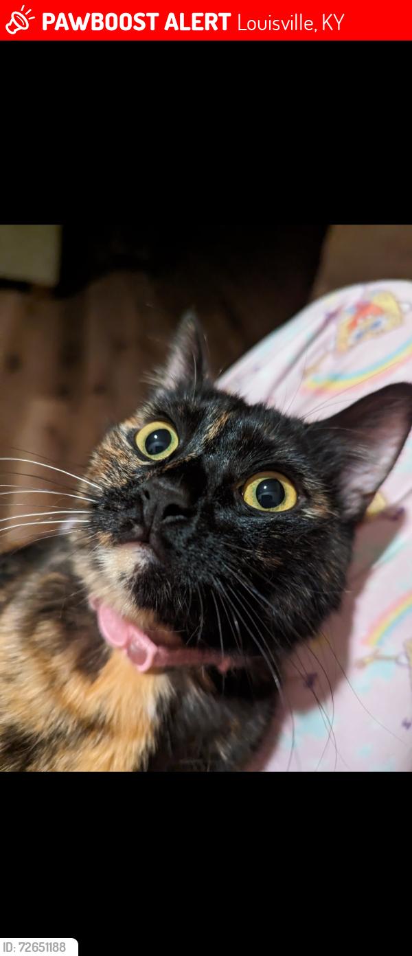 Lost Female Cat last seen Man slick road, Louisville, KY 40214