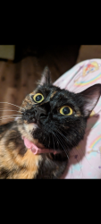 Lost Female Cat last seen Man slick road, Louisville, KY 40214