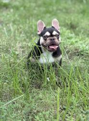 Lost Female Dog last seen Near acorn drive Hollywood FL 33021, Hollywood, FL 33021