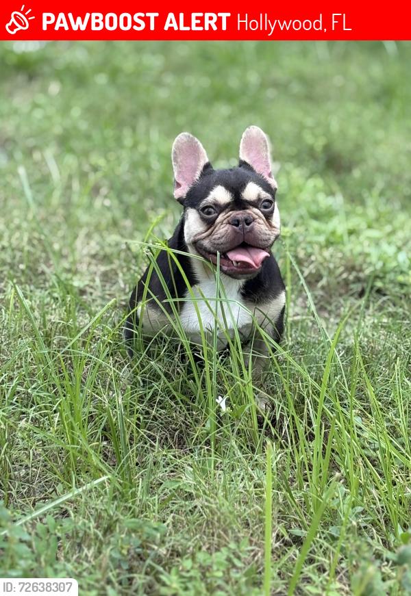 Lost Female Dog last seen Near acorn drive Hollywood FL 33021, Hollywood, FL 33021