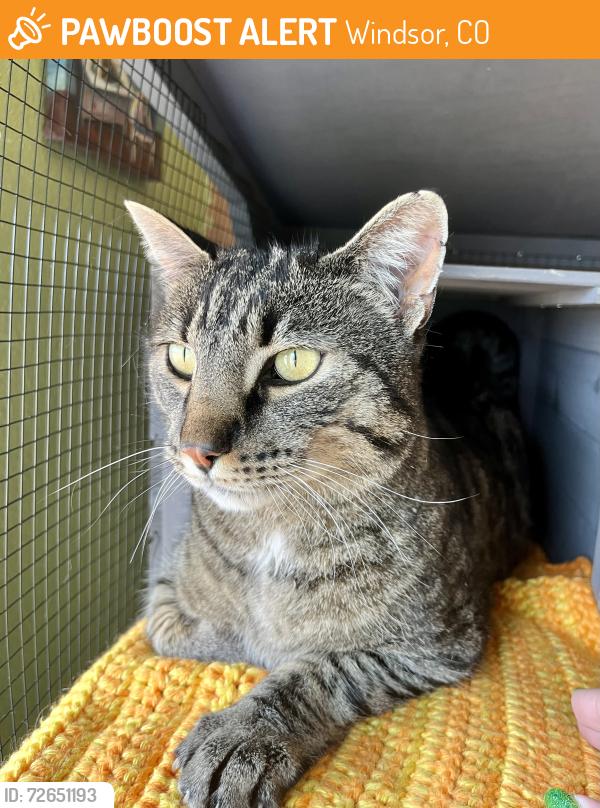 Found/Stray Unknown Cat last seen Steeplechase Dr, Windsor, CO 80550