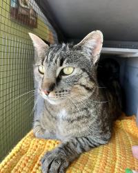 Found/Stray Unknown Cat last seen Steeplechase Dr, Windsor, CO 80550
